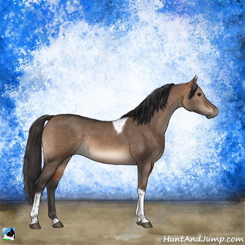 Horse Color:Bay Dun Tobiano Rabicano 