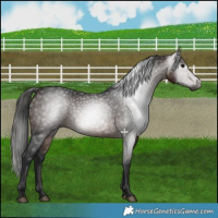 Horse Color:Gray White Spotted Bay 