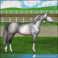 Horse Color:Gray White Spotted Bay 