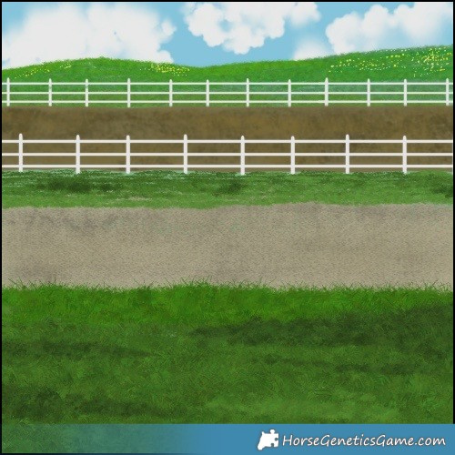 Horse Color:Palomino Dun Appaloosa 