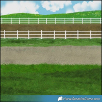 Horse Color:Palomino Dun Appaloosa 