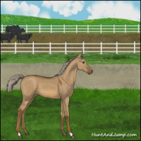 Horse Color:Chocolate Palomino Dun