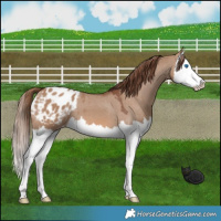 Horse Color:Red Dun Splash Appaloosa 
