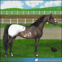Horse Color:Brown Dun Appaloosa 