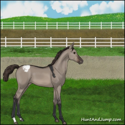 Horse Color:Brown Dun Mushroom Appaloosa 