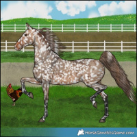 Horse Color:Bay Dun Snowflake VarnishBrindle