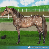 Horse Color:Bay Dun Appaloosa Brindle