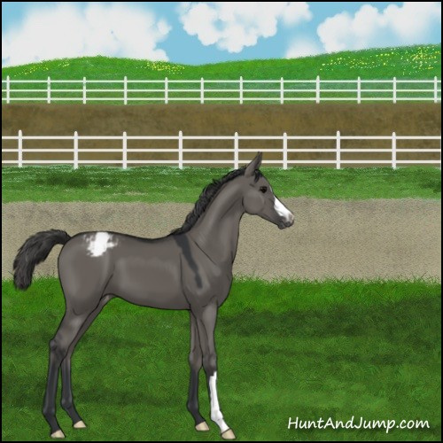 Horse Color:Grullo Appaloosa 