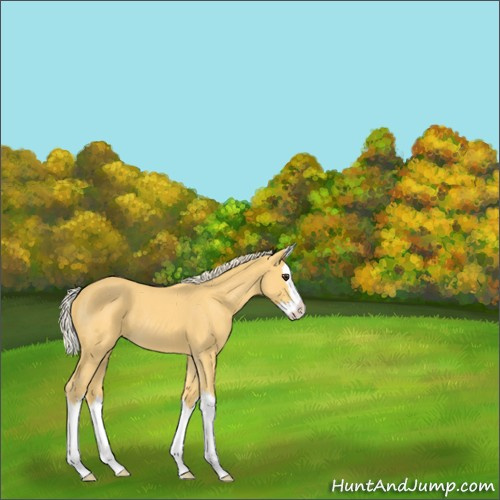 Horse Color:Palomino Roan Splash 