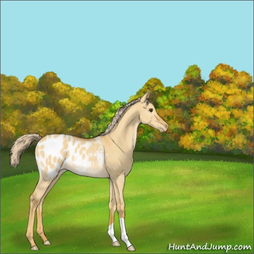 Horse Color:Palomino Dun Appaloosa 