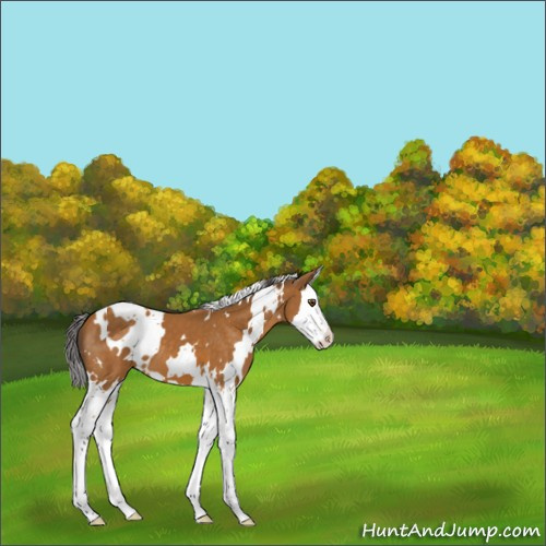 Horse Color:White Spotted Buckskin Splash 