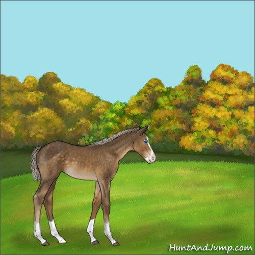 Horse Color:Chocolate Palomino Splash 