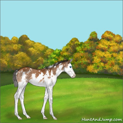 Horse Color:White Spotted Buckskin Splash 