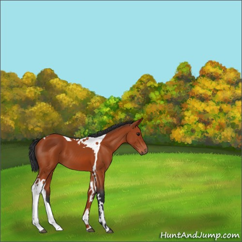 Horse Color:Brown Tobiano 