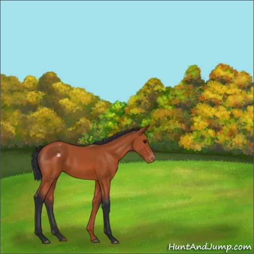 Horse Color:Bay Appaloosa Rabicano 