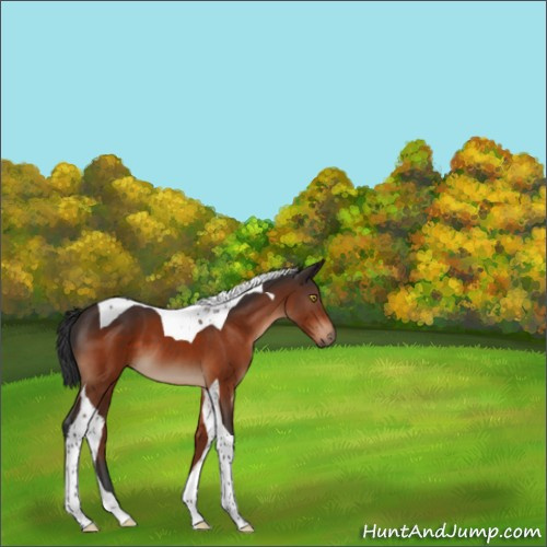 Horse Color:Brown Tobiano 