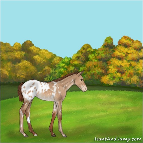 Horse Color:White Spotted Red Dun Appaloosa 
