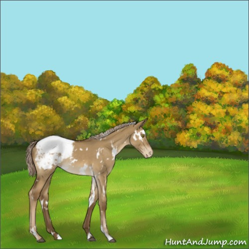 Horse Color:White Spotted Chocolate Palomino Dun Appaloosa Rabicano 