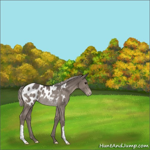 Horse Color:Silver Black Appaloosa Rabicano 