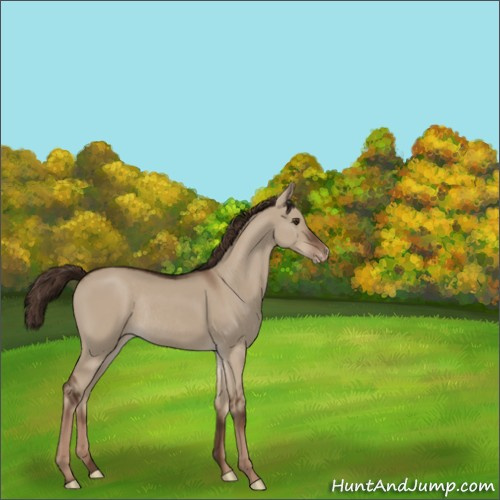 Horse Color:Liver Red Dun Appaloosa Rabicano 