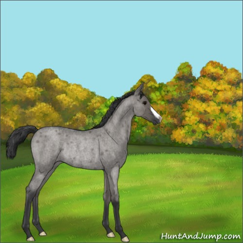 Horse Color:Grullo Roan Rabicano 