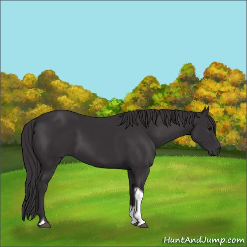 Horse Color:Smoky Black Tobiano 