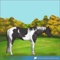 Horse Color:Smoky Black Tobiano 