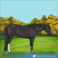 Horse Color:Smoky Black Tobiano 
