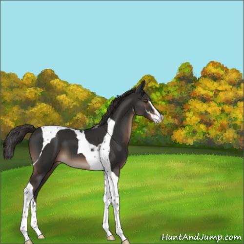 Horse Color:Liver Chestnut Sabino Tobiano 