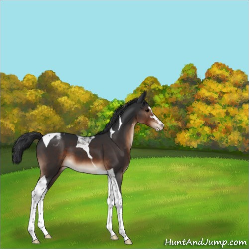 Horse Color:Brown Sabino Tobiano Appaloosa 