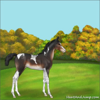 Horse Color:Brown Sabino Tobiano Appaloosa 