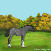Horse Color:Blue Roan Tobiano 