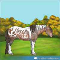 Horse Color:Bay Tobiano Appaloosa 