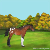 Horse Color:Bay Tobiano Appaloosa 