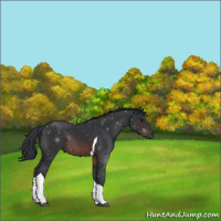 Horse Color:Brown Tobiano Rabicano