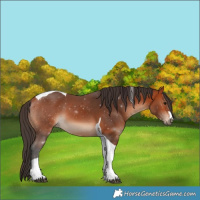 Horse Color:Bay Tobiano 