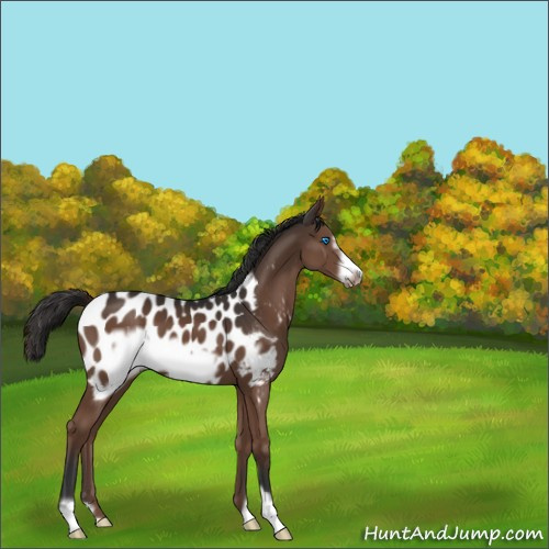 Horse Color:Liver Chestnut Frame Appaloosa 