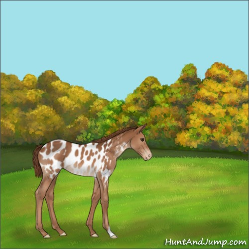 Horse Color:Chestnut Appaloosa 
