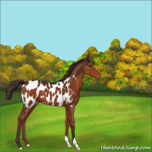 Horse Color:Liver Chestnut Appaloosa 