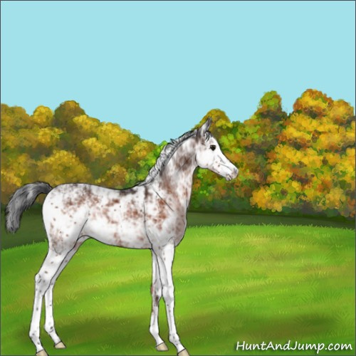 Horse Color:Brown Sabino 