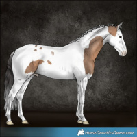 Horse Color:Brown Dun Splash Tobiano 