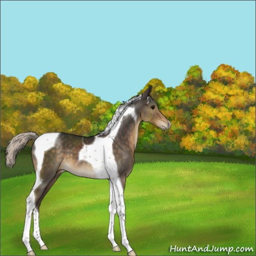 Horse Color:Silver Smoky Black Tobiano 