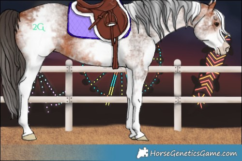 Horse Color:White Spotted Bay 