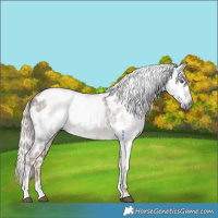 Horse Color:Gray Chocolate Palomino Mushroom Tobiano Near Leopard Rabicano 