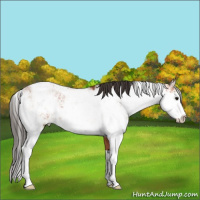 Horse Color:Bay Sabino 