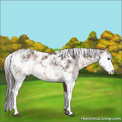 Horse Color:Brown Sabino Appaloosa Rabicano 
