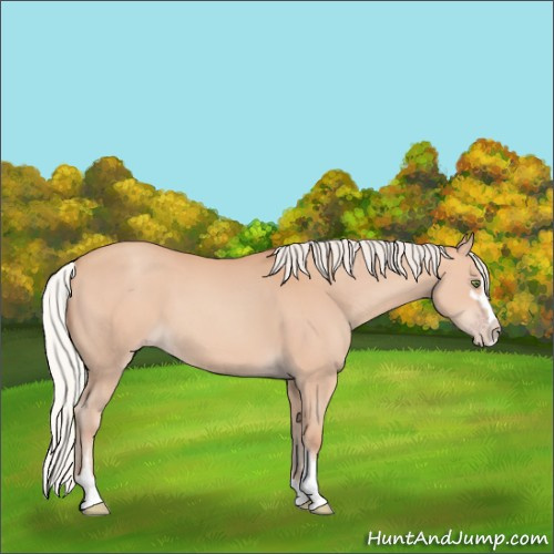 Horse Color:Silver Amber Champagne Sabino 