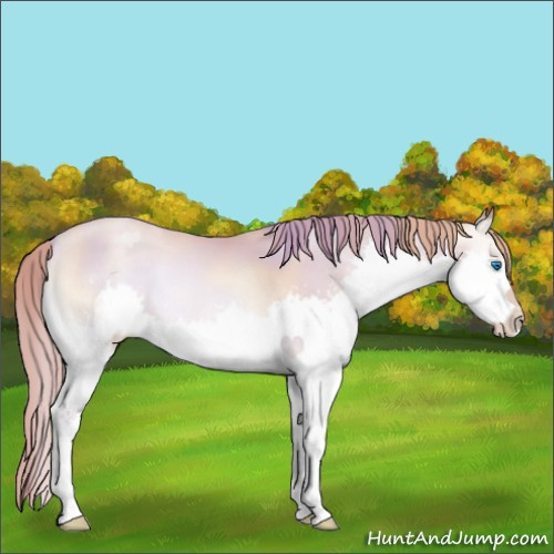 Horse Color:Gold Champagne Pearl Onyx Splash 