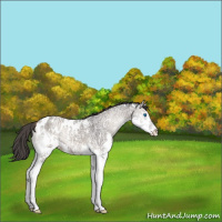 Horse Color:Blue Onyx Ice Splash Appaloosa 