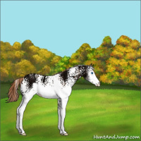 Horse Color:White Spotted Liver Chestnut Ice Splash 